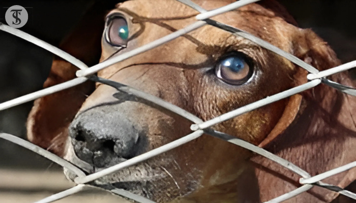 Rethinking Animal Culling in Pakistan The Spine Times Rethinking Animal Culling in Pakistan