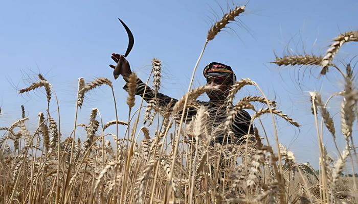 Wheat Wars The Spine Times Wheat Wars